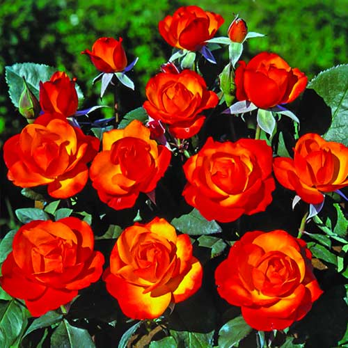 Ruža floribunda Tempi Moderni - : Monžstvo balíkov: 1 sad