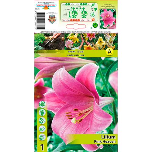 1 Stück, Lilie Pink Heaven - Zwiebeln: Ilość w opakowaniu: 1 Stück