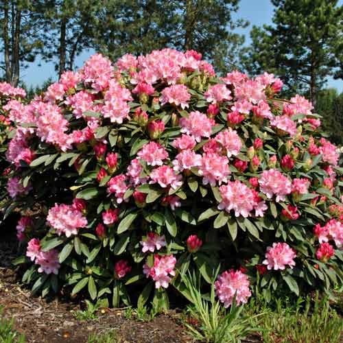 1 none, Rhododendron Fantastica - Setzlinge: Ilość w opakowaniu: 1 none