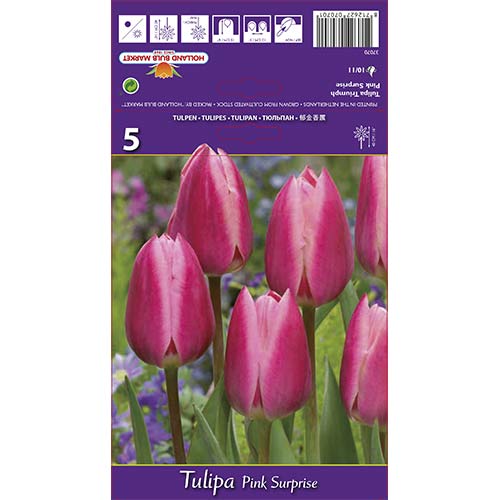 5 Stück, Tulpe Pink Surprise - Blumenzwiebeln: Ilość w opakowaniu: 5 Stück