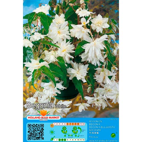 1 szt, Begonie Pendula White - Stauden: Ilość w opakowaniu: 2 Stück
