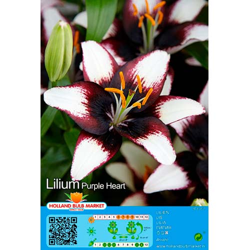 2 Stück, Lilie Purple Heart - Blumenzwiebeln: Ilość w opakowaniu: 2 Stück