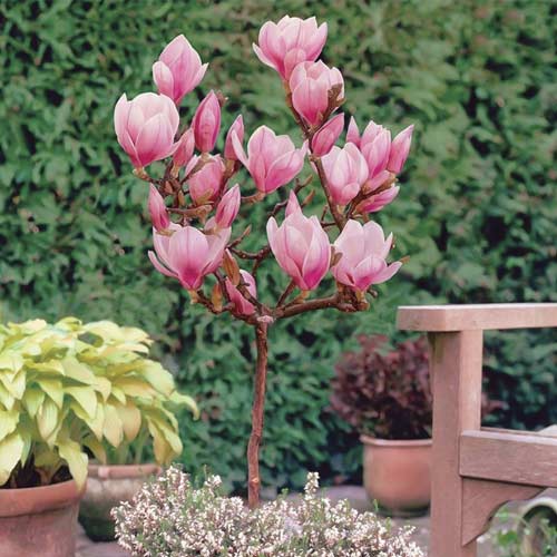 1 Pflanze(n), Magnolie Sweet Valentine, С10 - Setzlinge: Ilość w opakowaniu: 1 Pflanze(n)
