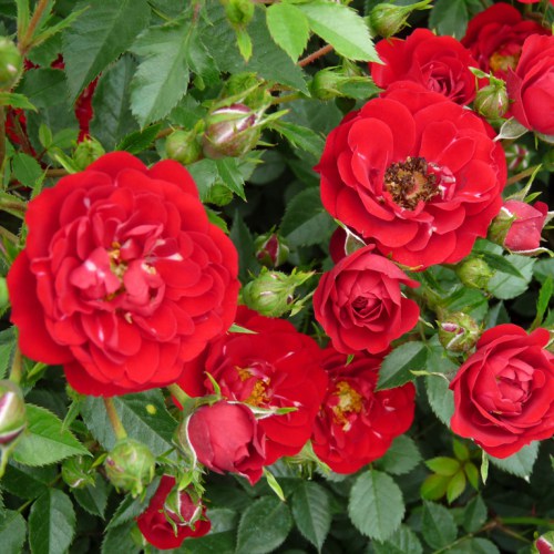 1 Pflanze(n), Rose Red The Fairy - Setzlinge: Ilość w opakowaniu: 1 Pflanze(n)