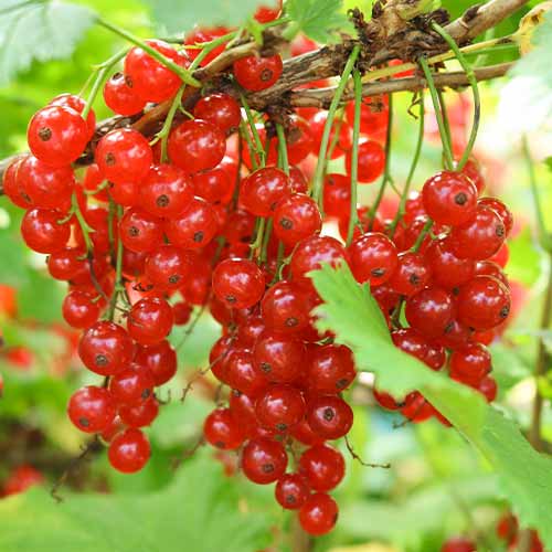 1 Pflanze(n), Rote Johannisbeere Jonkheer van Tets, Р9 - Setzlinge: Ilość w opakowaniu: 1 Pflanze(n)