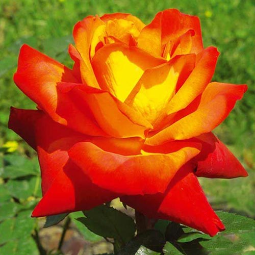 1 Pflanze(n), Großblütige Rose rot & gelb - Setzlinge: Ilość w opakowaniu: 1 Pflanze(n)