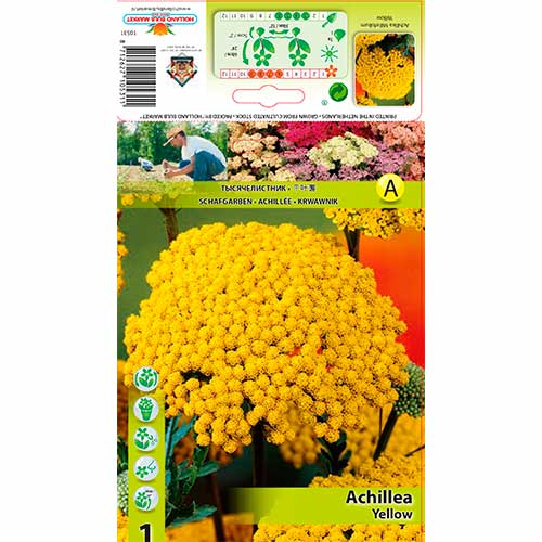 1 Stück, Schafgarbe Yellow - Stauden: Ilość w opakowaniu: 1 Stück