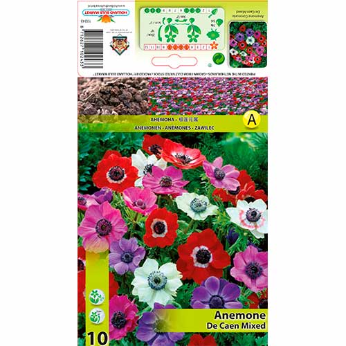 10 Stück, Windröschen (Anemone) De Caen, farbmischung - Blumenzwiebeln: Ilość w opakowaniu: 10 Stück
