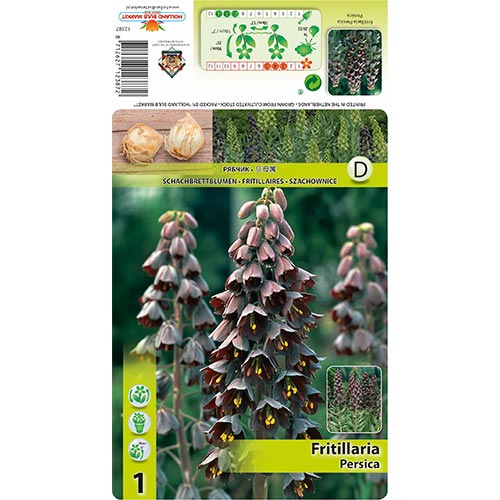 1 Stück, Kaiserkrone (Schachbrett) Persica - Blumenzwiebeln: Ilość w opakowaniu: 1 Stück