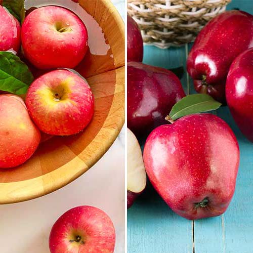 Conjunto de macieiras, 2 plântulas - Plântulas: Ilość w opakowaniu: 2 plant