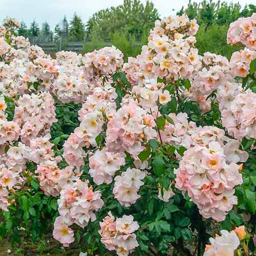 Rosa de flor grande Sally Holmes - Plântulas: Ilość w opakowaniu: 1 plant