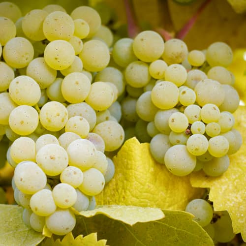 Videira Lilla - Plântulas: Ilość w opakowaniu: 1 plant
