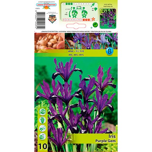 Iris Reticulada Purple Gem - Bulbos: Ilość w opakowaniu: 10 bulbe