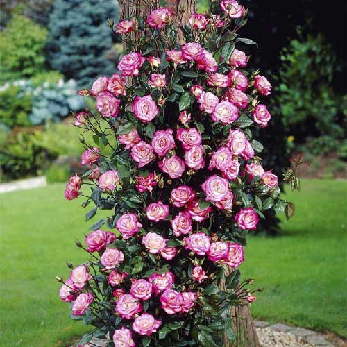 Rosa trepadeira Händel , С3 - Plântulas: Ilość w opakowaniu: 1 plant