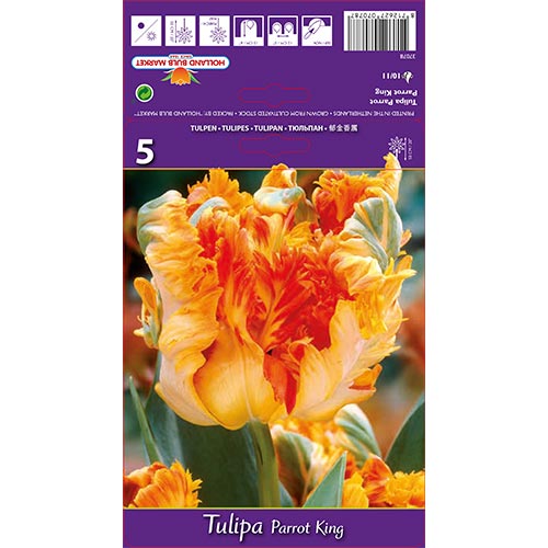 Tulip Parrot King - Bulbos: Ilość w opakowaniu: 5 bulbe