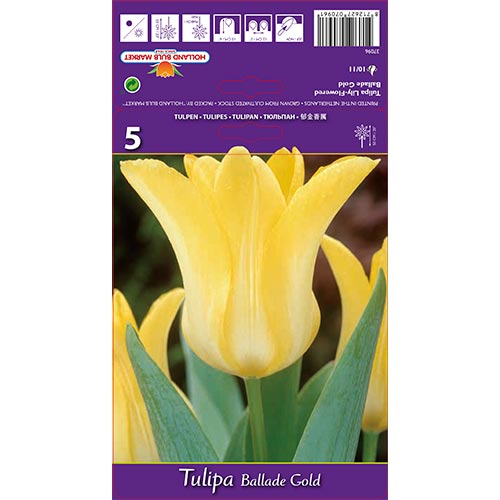Tulip Ballade Gold - Bulbos: Ilość w opakowaniu: 5 bulbe