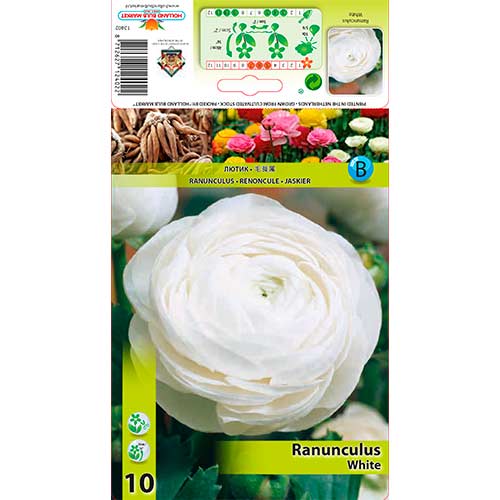 Ranunculus (Ranúnculo Asiático) White - Bulbos: Ilość w opakowaniu: 10 bulbe