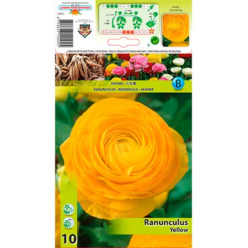 Ranúnculo amarillo - Bulbos: Ilość w opakowaniu: 10 bulbos