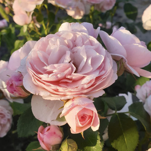 Rosa floribunda Miss.Granger - Plántulas: Ilość w opakowaniu: 1 plantas