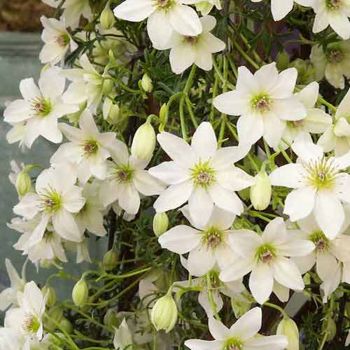 Clemátide Early Sensation, С2 - Plántulas: Ilość w opakowaniu: 1 plant