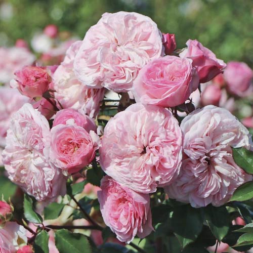 Ruža floribunda Maria Theresia - : Monžstvo balíkov: 1 sad