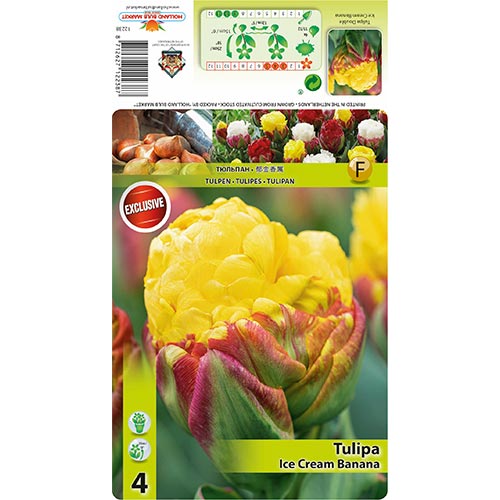 4 none, Tulipán Ice Cream Banana - : Monžstvo balíkov: 4 none
