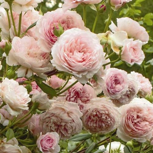 Ruža floribunda William Morris - : Monžstvo balíkov: 1 sad