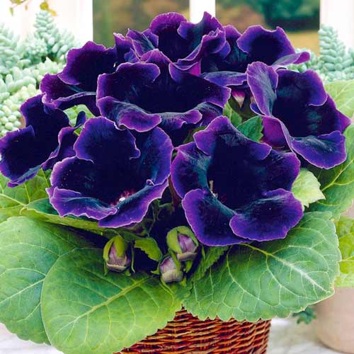 Gloxínia Violacea - : Monžstvo balíkov: 1 kus