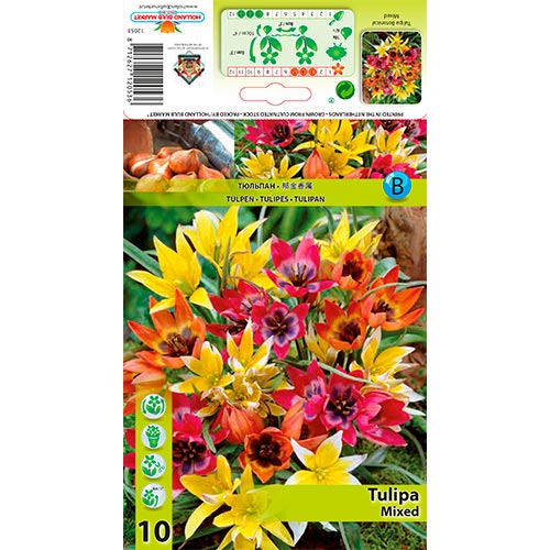 10 cib, Tulipán botanický, mix - : Monžstvo balíkov: 10 cib