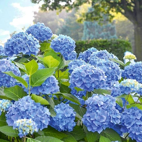 Hortenzia veľkolistá Blue Bodensee - : Monžstvo balíkov: 1 sad