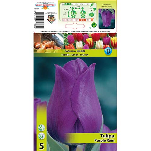 5 db, Tulipán Purple Rain - Hagymák: Mod de ambalare: 5 db