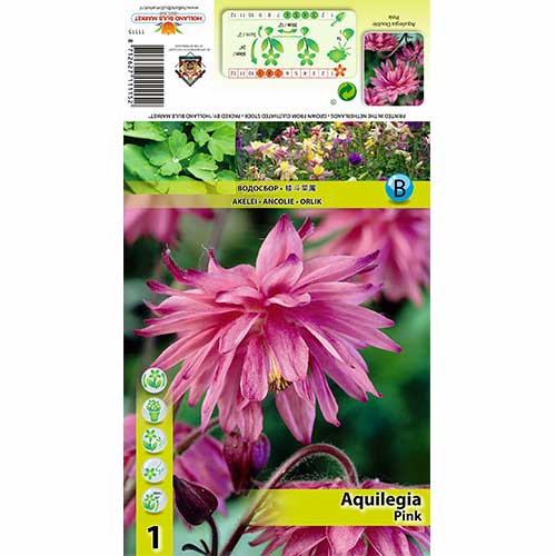 1 db, Harangláb (Aquilegia) Pink - Évelő: Mod de ambalare: 1 db