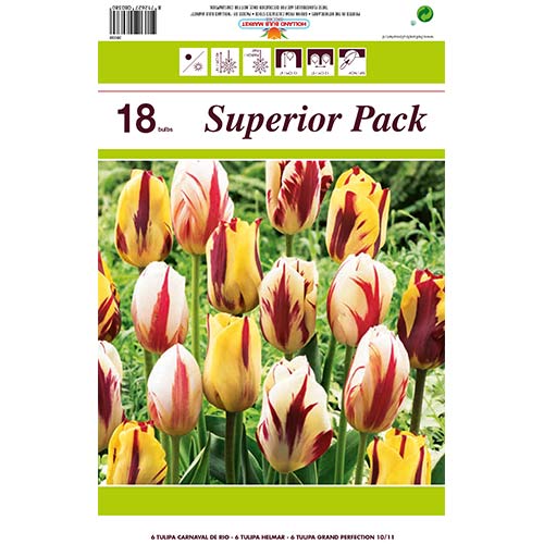 Tolles Angebot! Tulpe Grace, Set von 18 Knollen - Blumenzwiebeln: Ilość w opakowaniu: 18 Stück