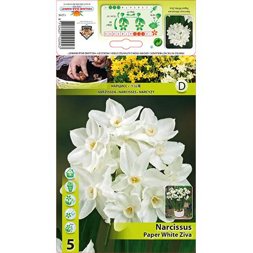 5 Stück, Narzisse Paperwhite Ziva - Blumenzwiebeln: Ilość w opakowaniu: 5 Stück