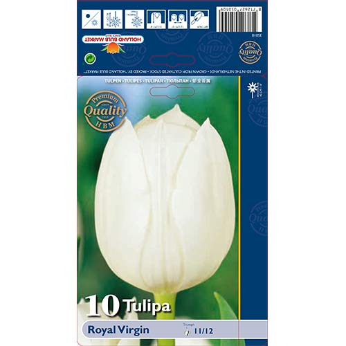 10 Stück, Tulpe Royal Virgin - Blumenzwiebeln: Ilość w opakowaniu: 10 Stück