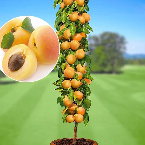 1 Pflanze(n), Säulenaprikose Asian Pearl , C2 - Setzlinge: Ilość w opakowaniu: 1 Pflanze(n)