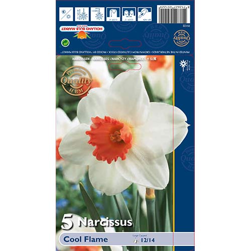 5 Stück, Narzisse Cool Flame - Blumenzwiebeln: Ilość w opakowaniu: 5 Stück