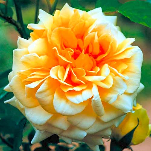 1 Pflanze(n), Großblütige Rose Claudia - Setzlinge: Ilość w opakowaniu: 1 Pflanze(n)