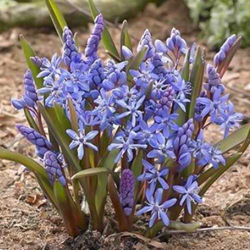 10 Stück, Blaustern Bifolia - Blumenzwiebeln: Ilość w opakowaniu: 10 Stück