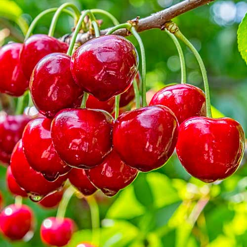 Cerezo Elegante Alegría - Plántulas: Ilość w opakowaniu: 1 plantas