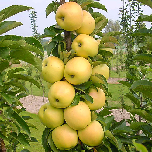 Manzano columnar Bolero , C2 - Plántulas: Ilość w opakowaniu: 1 plant
