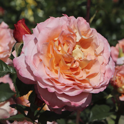 Rosa de flor grande Augusta Luise , C5 - Plántulas: Ilość w opakowaniu: 1 plantas