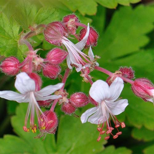 1 sadz, Bodziszek korzeniasty (Geranium) Spessart - Sadzonki: Ilość w opakowaniu: 1 sadz