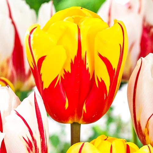 1 szt, Tulipan Holland Queen - Cebule: Ilość w opakowaniu: 5 szt.