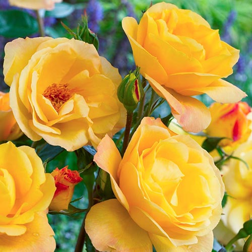 Ruža floribunda Arthur Bell - : Monžstvo balíkov: 1 sad