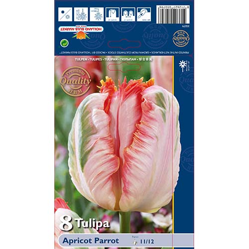 8 cib, Tulipán Apricot Parrot - : Monžstvo balíkov: 8 cib