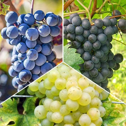 3 db, Hihetetlen ajánlat! Sauvignon szőlő, 3 db csemete készlet - Dugványok: Mod de ambalare: 3 db