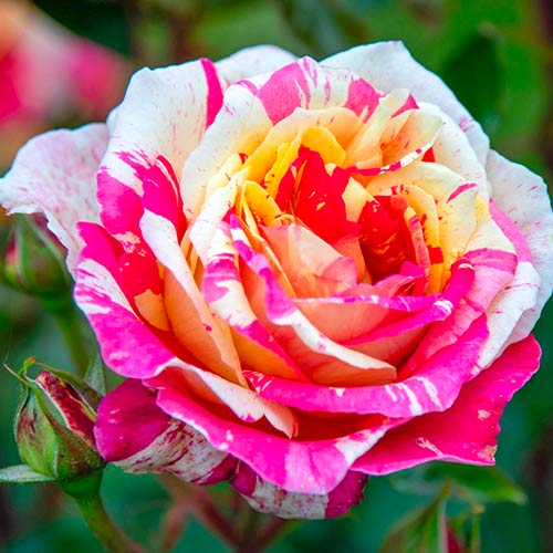 1 none, Großblumige Rose Rosita Missoni - Setzlinge: Ilość w opakowaniu: 1 none
