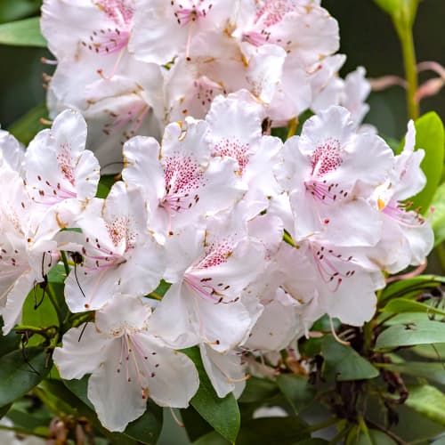 1 Pflanze(n), Rhododendron Cream Crest - Setzlinge: Ilość w opakowaniu: 1 Pflanze(n)