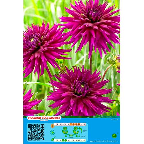 1 Stück, Dahlie Purple Gem - Stauden: Ilość w opakowaniu: 1 Stück